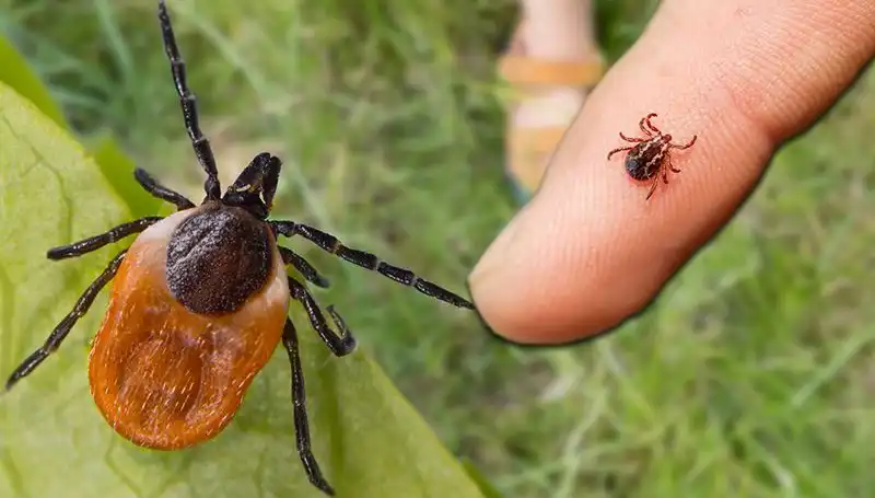 Kene Isırması Teşhisi ve Korunma Yöntemleri: Bilmeniz Gerekenler