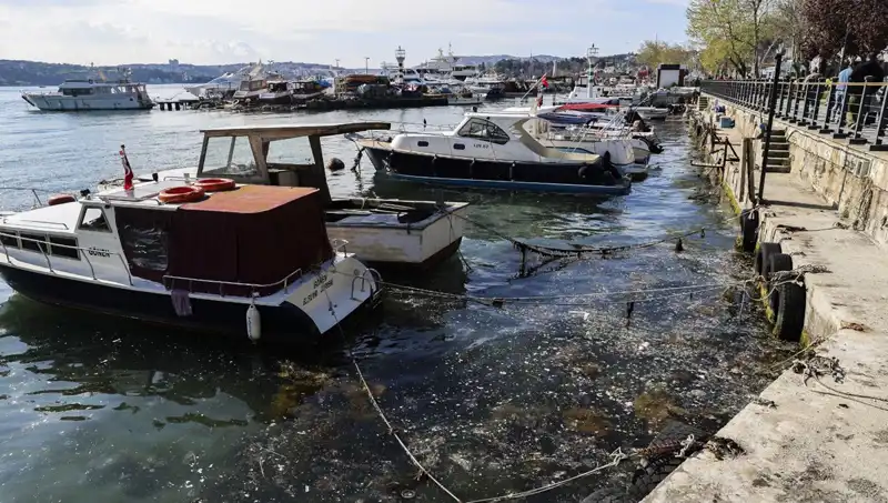 İstanbul'da Müsilaj Sorunu Tekrar Gündemde: Çözüm Arayışları Neler?