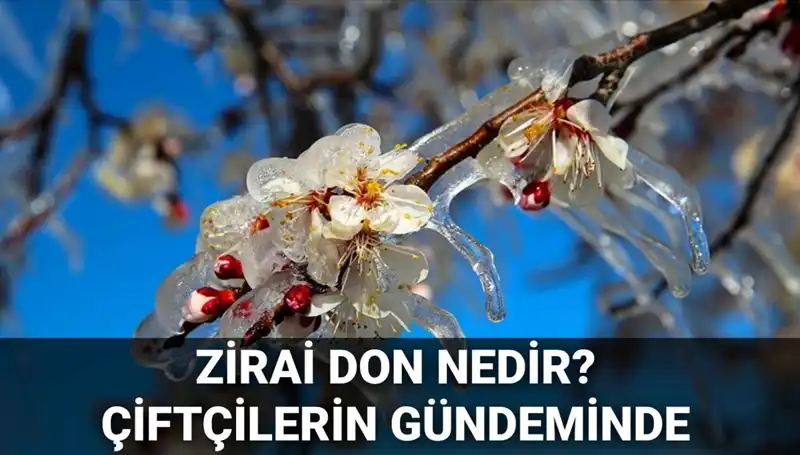 Zirai Don Nedir? Çiftçileri Bekleyen Tehlike ve Ödemeler