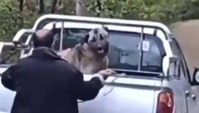 Trabzon'da Şok Eden Olay: Köpeği Halatla Döven Adam Kameralara Yansıdı