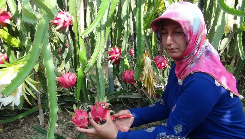Emekli Oldu, Pitaya Üretimine Başlayarak Kilosu 200 TL'den Satışa Sunuyor