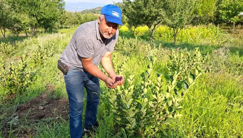 3 Yıl Önce Ekim Yapılan Fidanlar, İlk Meyvelerini Verdi: Kilosu 200 Lira!