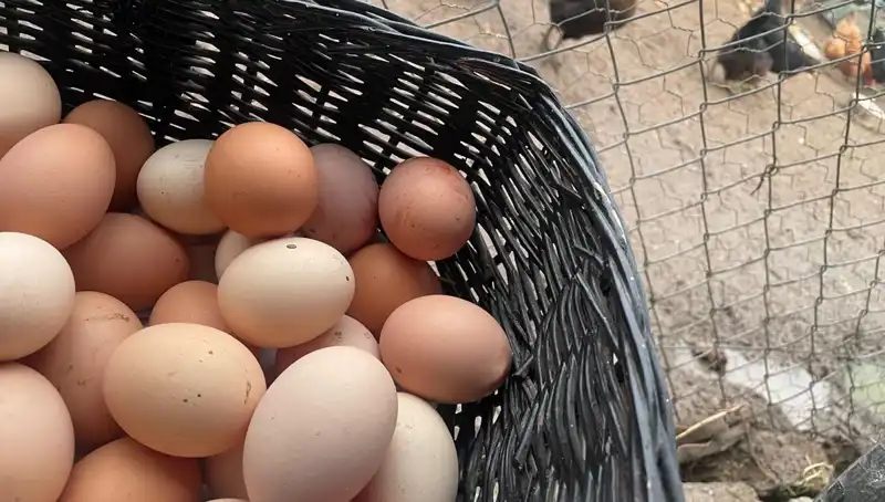 Okul Sürecinde Ekonomik Çözüm: Dünyanın En Ucuz Proteini